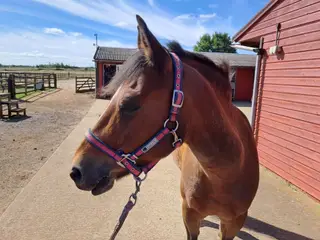 First/Second Pony