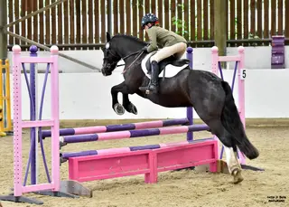Safe and Fun Cob – Ideal First/Second Pony or Mother-Daughter Share