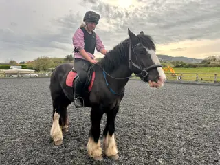 15.1hh Cob Gelding