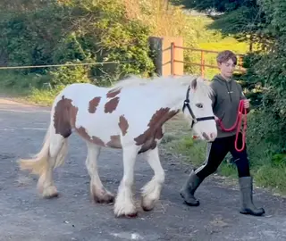 Brównie 4 yrs old  Cob mare, Broken, riding well. 12.2hh   