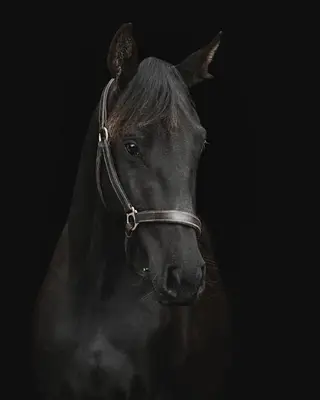 Straightforward 4YO by Big Star x Indoctro 