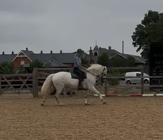 Pearl 15hh Connemara mare 