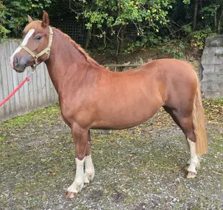 Quality Registered Sec C Filly