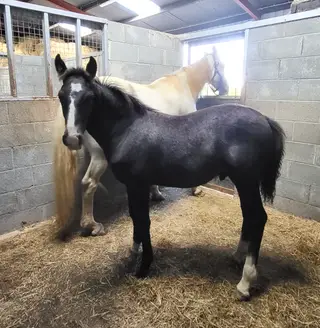 Chunky Reg.Irish Draught Colt foal 