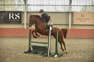 Safe genuine and talented 14.2hh allrounder pony