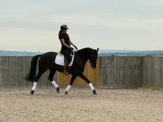 Mia Wonderful expressive mare with beautiful cadent movement