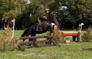 Gorgeous 4 Year Old Gelding 