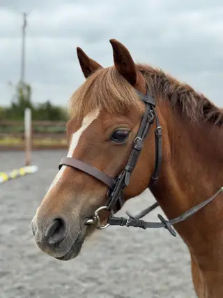 Beautiful 13hh gelding for sale