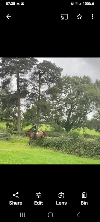 16.1hh gelding allrounder 