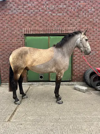 15’2 dun gelding