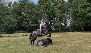 quality young class One Connemara gelding