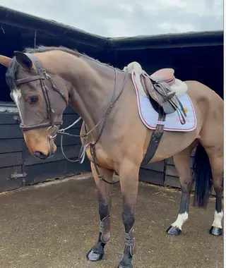 Scopey Irish Sport Gelding – Lovely to Ride