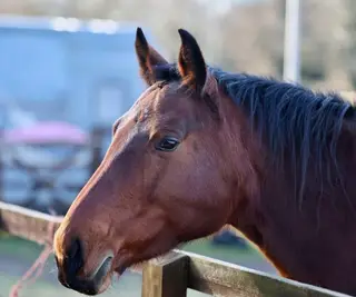 Fantastic Broodmare Hartbreaker Blood lines
