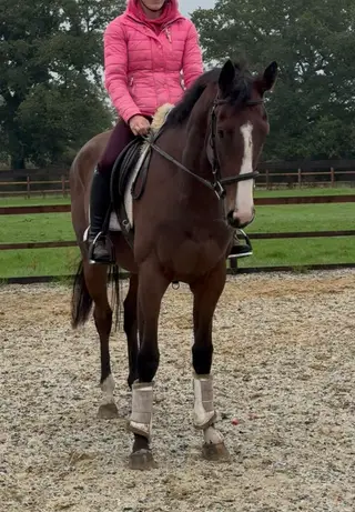 Quiet Sweet Youngster – Event/ All-Rounder