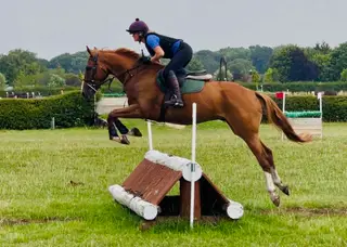 Super Talented 4yr old Eventer type for sale 