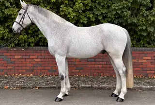 Gentleman Grey Warmblood Schoolmaster
