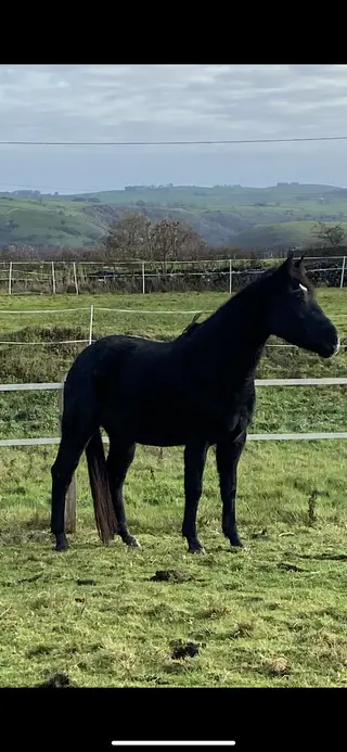 Stunning youngster by Aye Aye Skipper