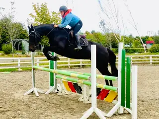 Queenie - eye catching dream mare, a one in a million!