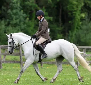Buddy - a beautiful, quiet, kind and straight forward Connemara gelding!