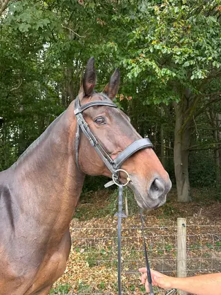 Seasoned hunter / allrounder 