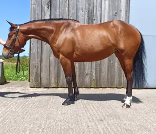 Lovely 5yo Irish Sports Horse
