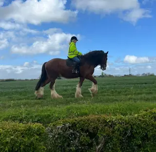 Beautiful Big Friendly Clydesdale - DUKE