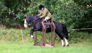 14.2hh Schoolmaster Gelding 