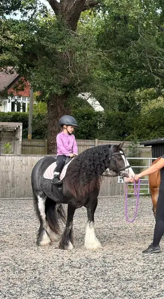 Lovely little mare