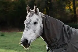 Beautiful Dapple Grey