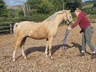 Palomino Welsh section B gelding, 4yrs, 13.1