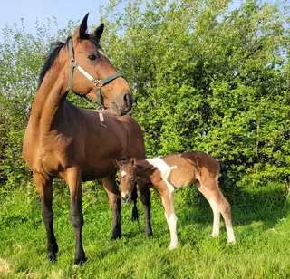 Broodmare with stud package! 