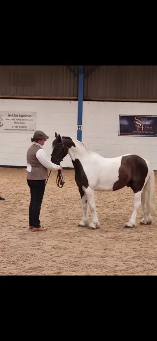 Harry 13.3 gelding