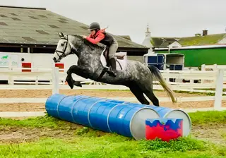 Finn - genuine, talented, easy Connemara gelding!