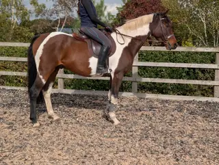 Frank - Skewbald Allrounder