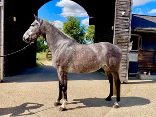 16hh 5yo Irish Sport Womanizer/Chippison/MasterImp