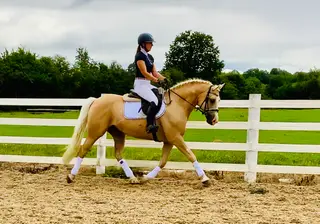 Sun Dance - golden beauty with outstanding dressage potential!
