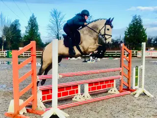 Scooby Doo– Rising 5yo Performance-Bred Connemara: Future Show Jumper/Eventer