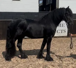 Beautifully Bred Fell Colt – In Hand or Future Ridden Star