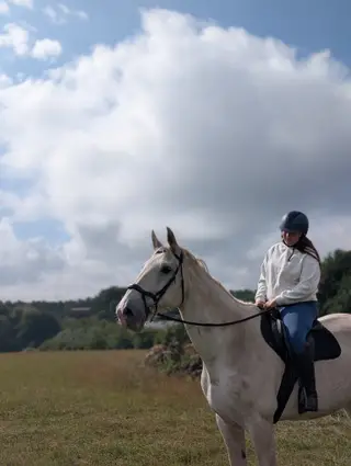 16.2hh golden oldie 